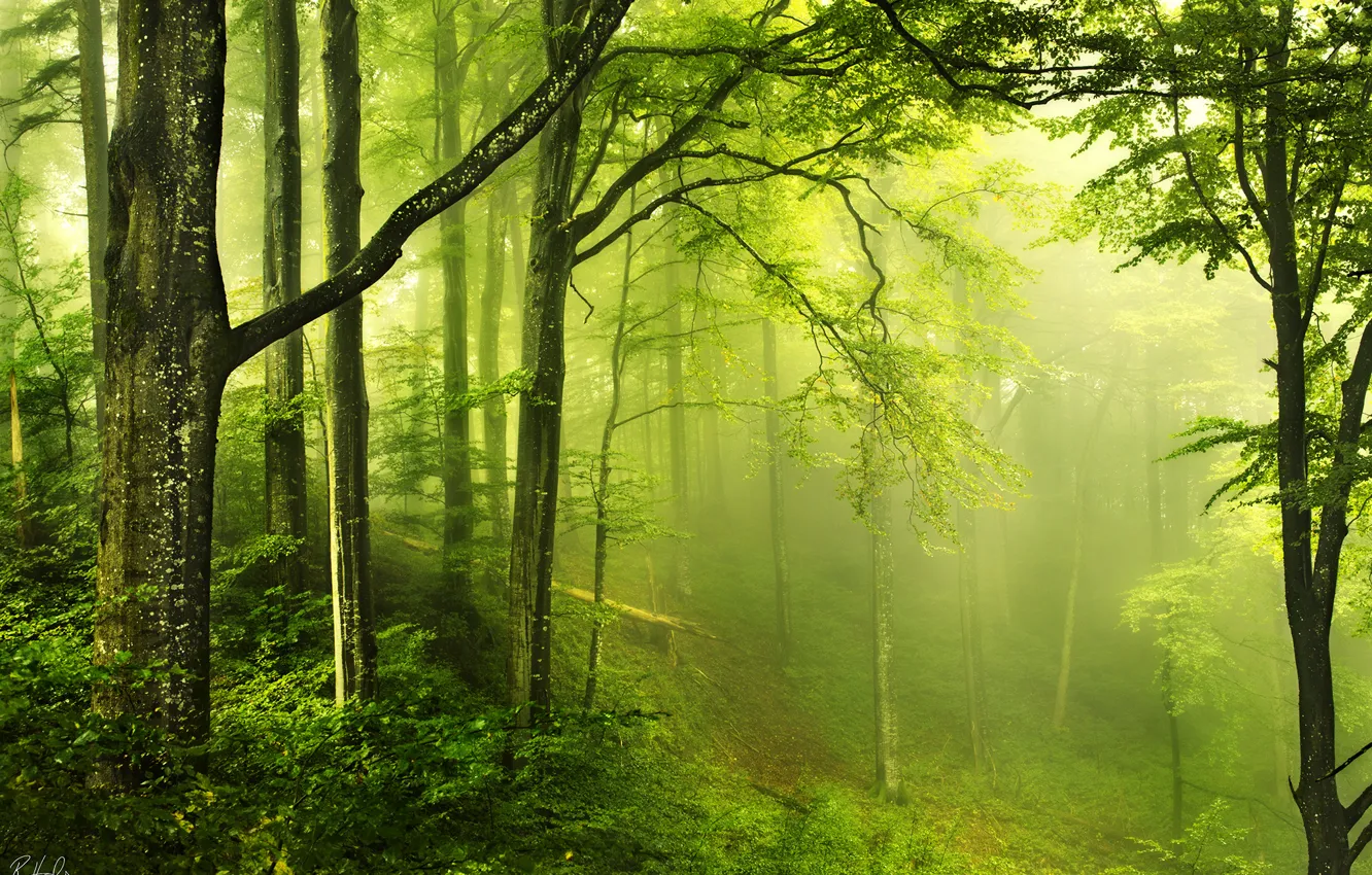 Фото обои зелень, лес, природа, дымка