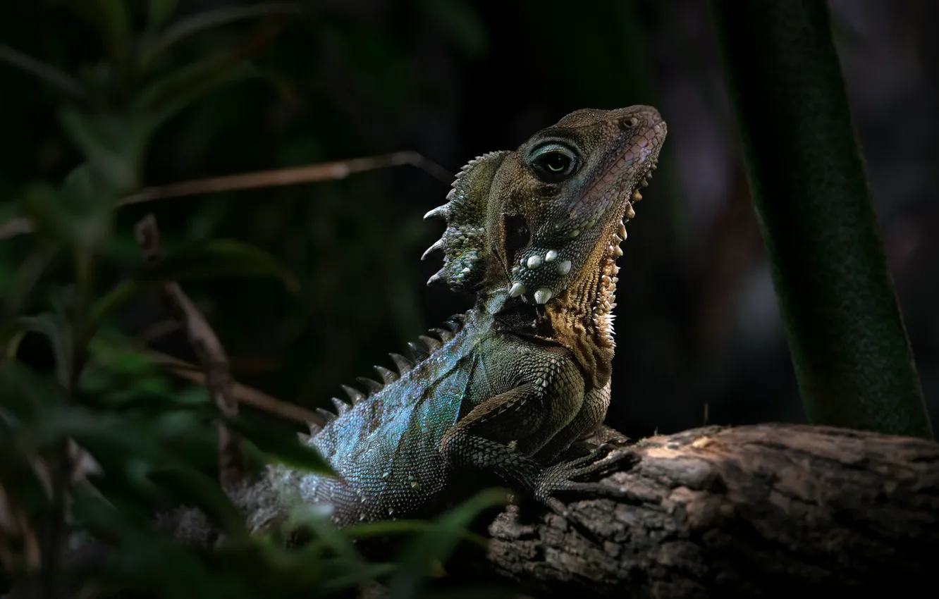 Фото обои ящерица, рептилия, австралийский лесной дракон, Hypsilurus boydi