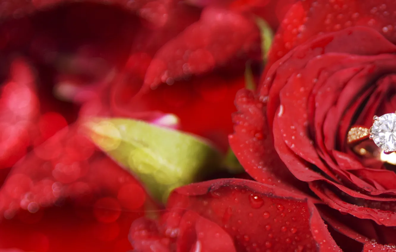 Фото обои цветок, роза, кольцо, красная, Morganval