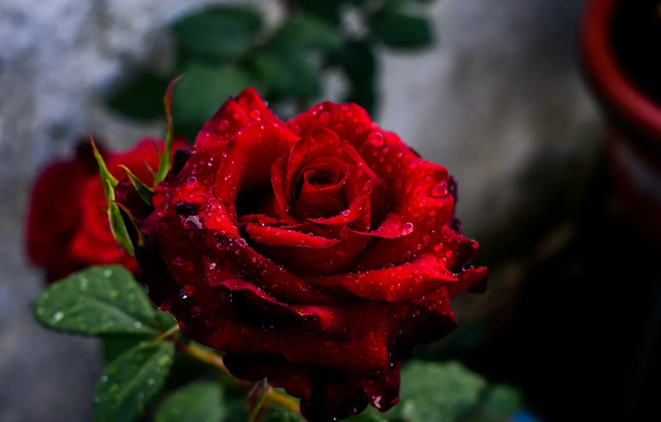 Фото обои цветок, капли, красный, роса, Роза