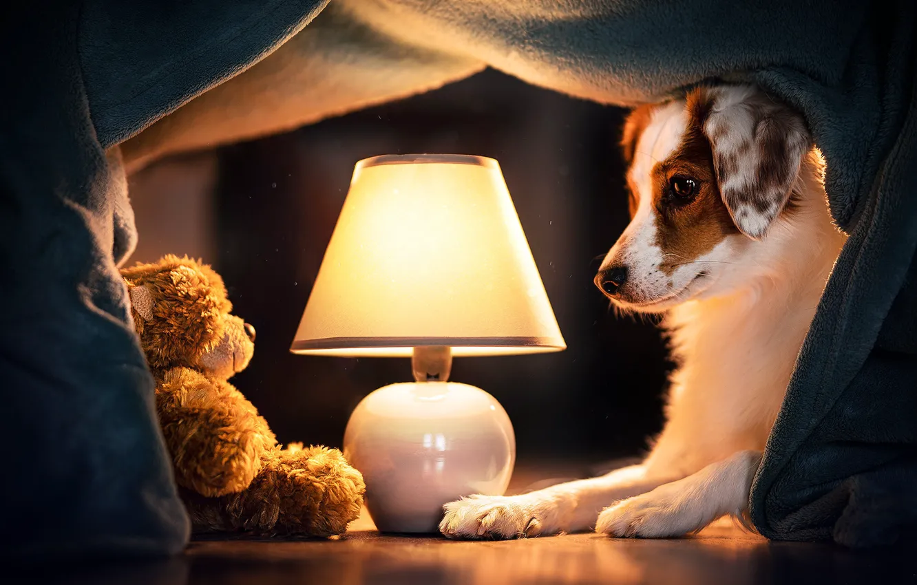 Фото обои лампа, собака, медвежонок, плед, плюшевый мишка