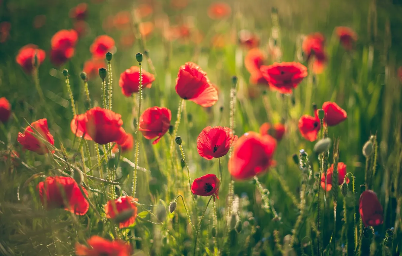 Фото обои трава, цветы, маки, красные