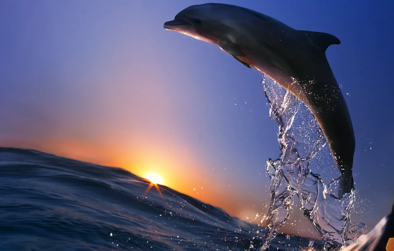 Фото обои море, брызги, дельфин, океан, животное, прыжок
