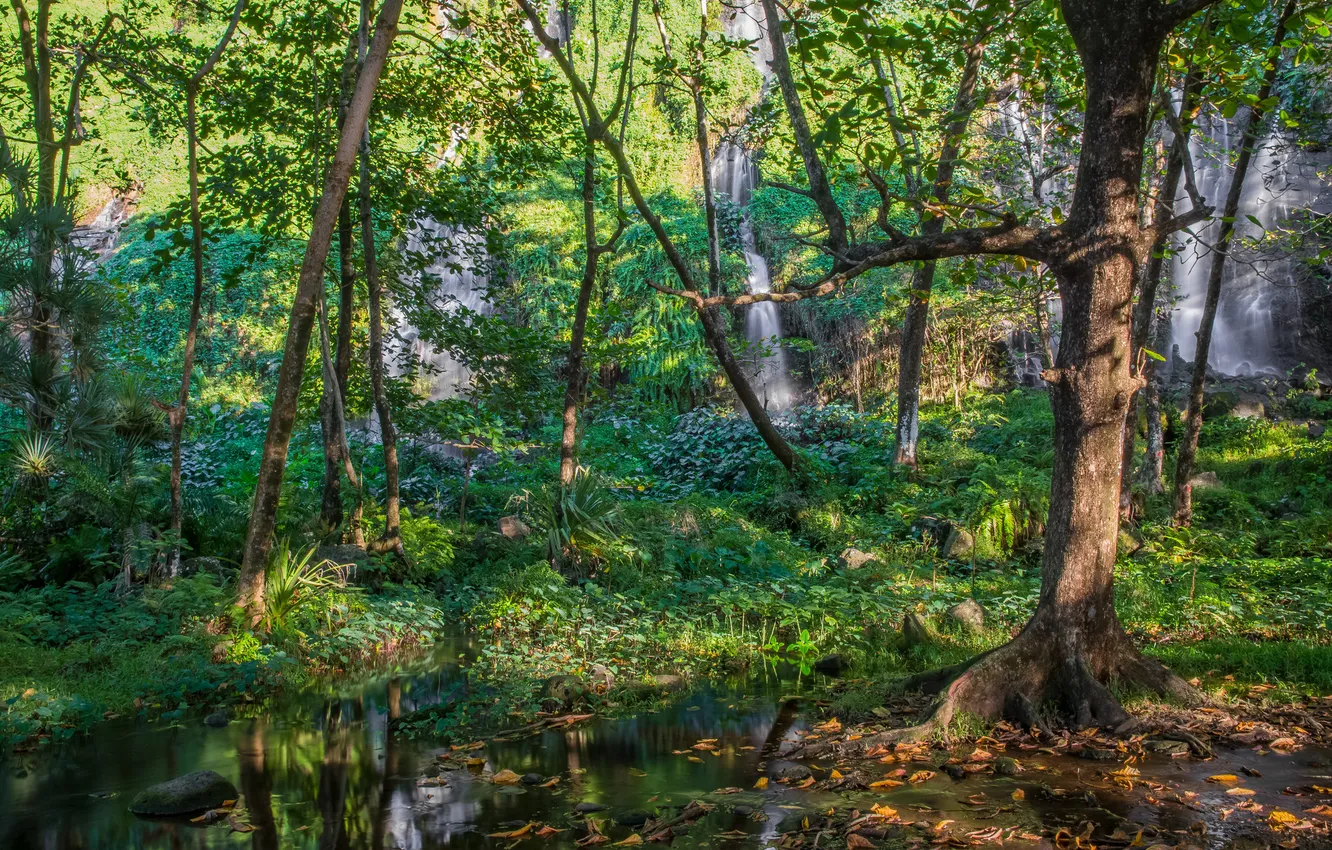 Фото обои деревья, скала, гора, водопад, поток