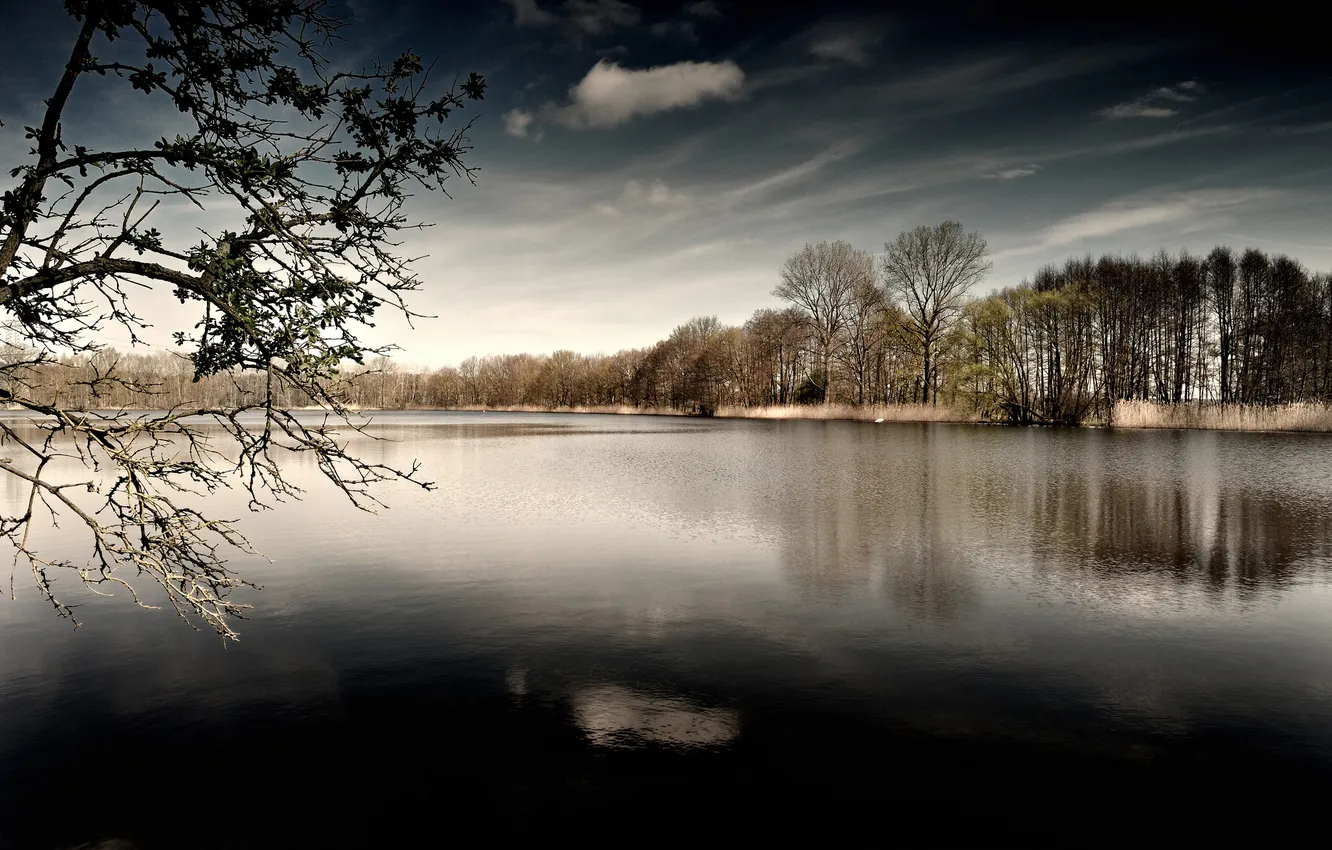 Фото обои лес, озеро, рябь