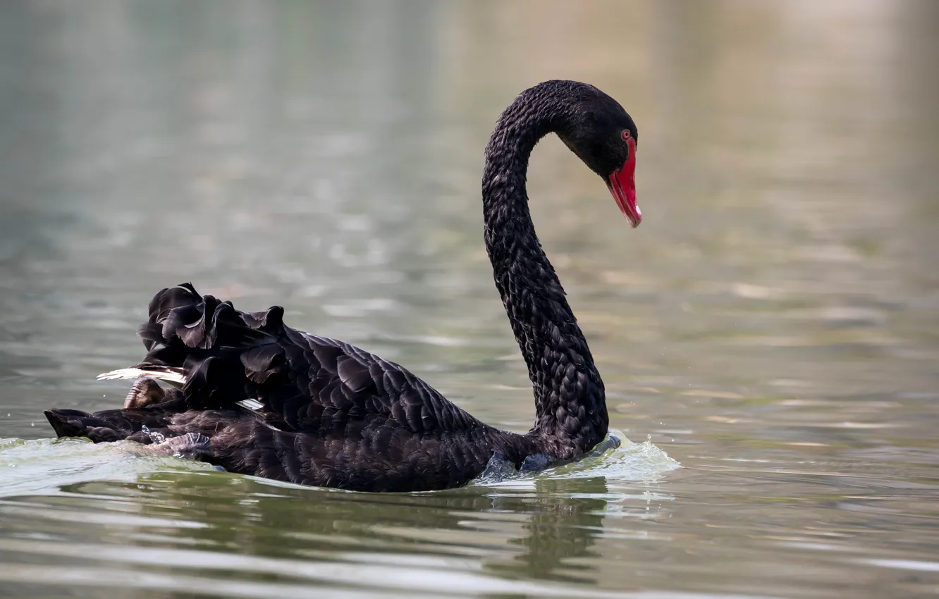 Фото обои озеро, птица, лебедь, чёрный лебедь, плывёт