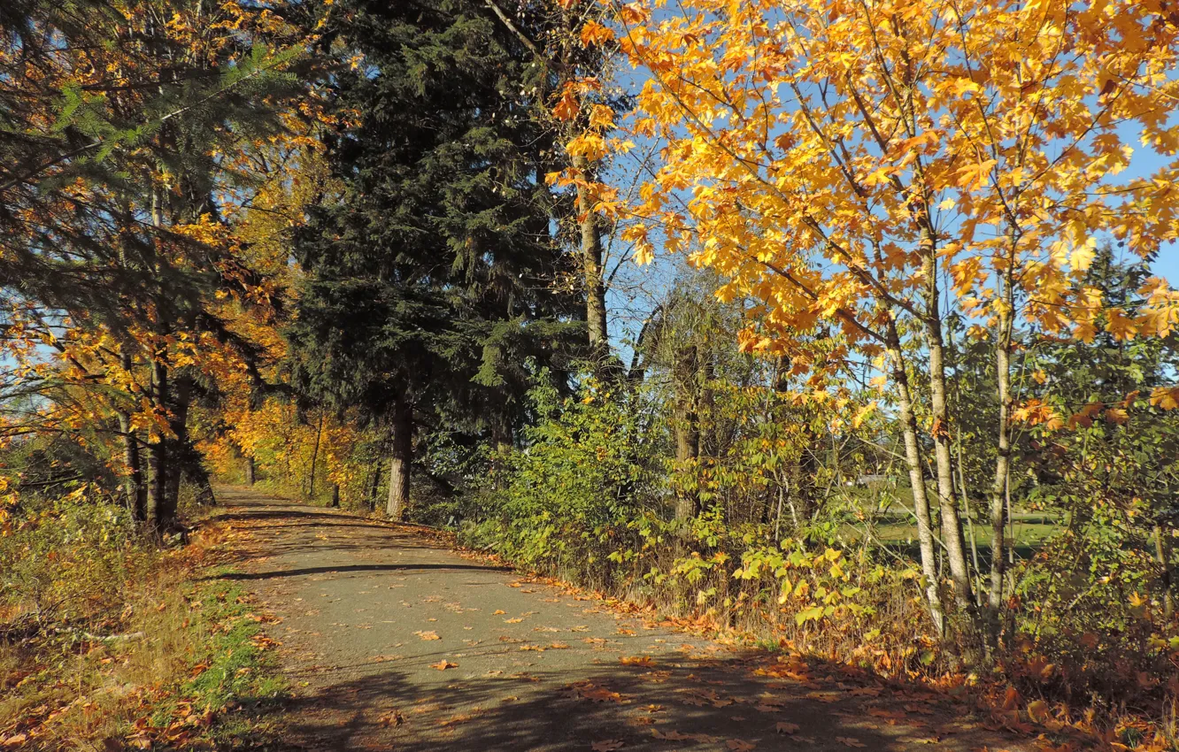 Фото обои дорога, осень, листья, деревья, Nature, road, trees, autumn