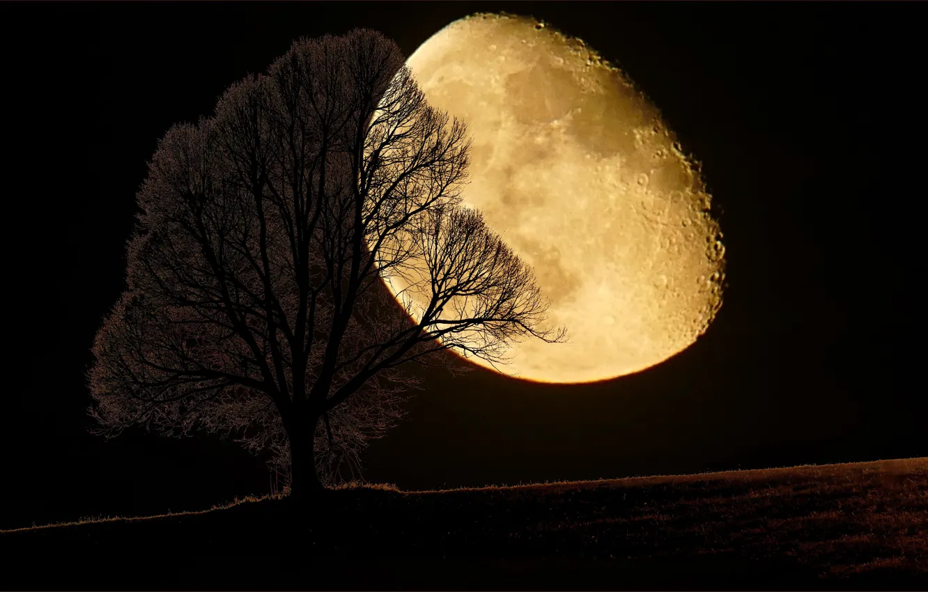 Фото обои ночь, дерево, луна