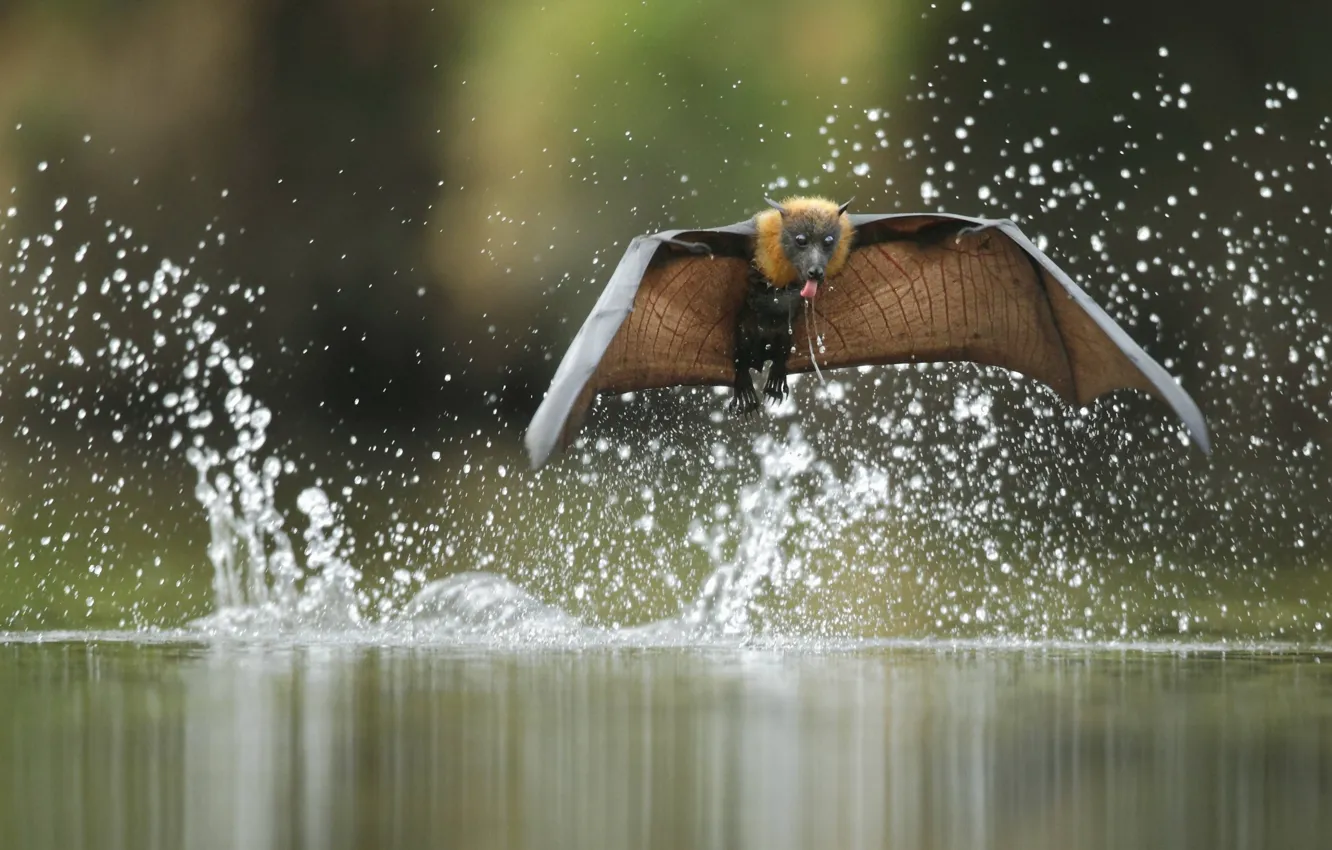 Фото обои вода, полет, брызги, Ofer Levy, летучая лисица