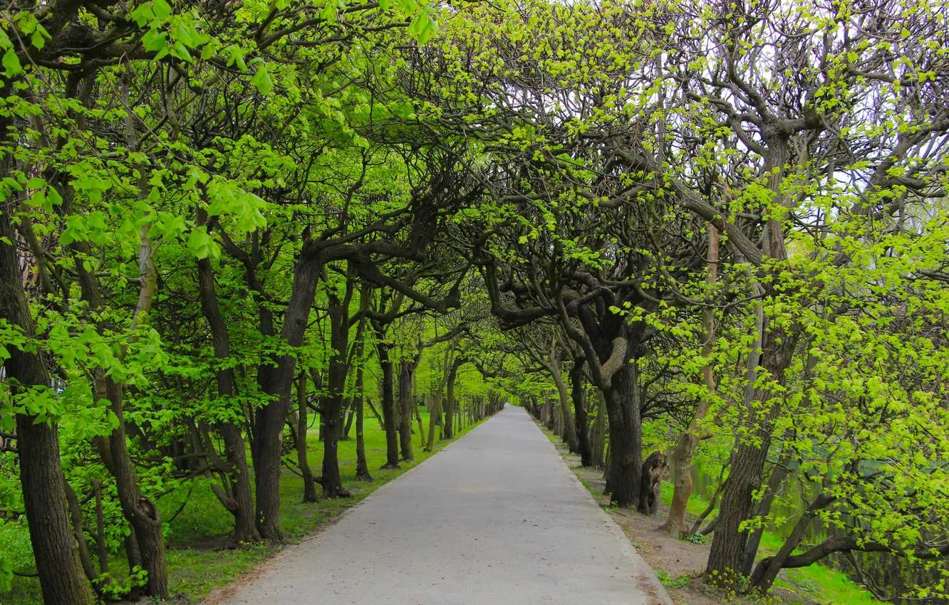 Фото обои road, park, tree, spring, alley