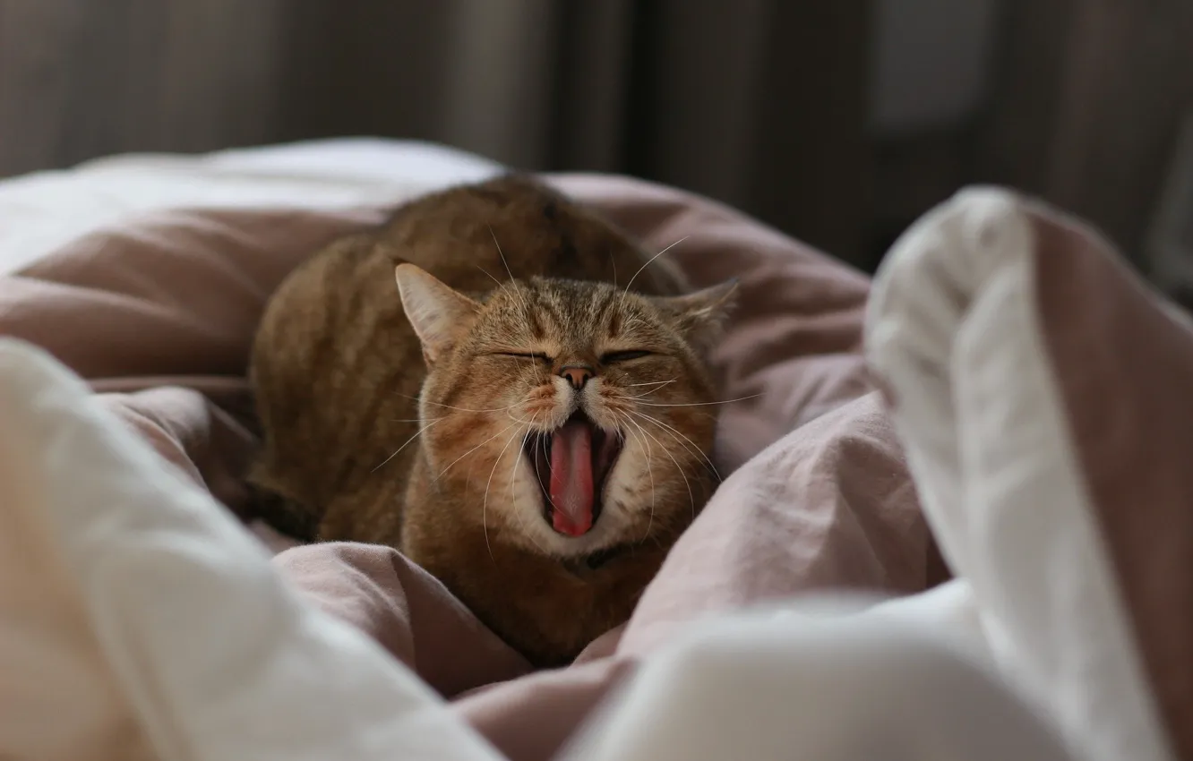 Фото обои зевает, полосатая кошка, лежит на постели