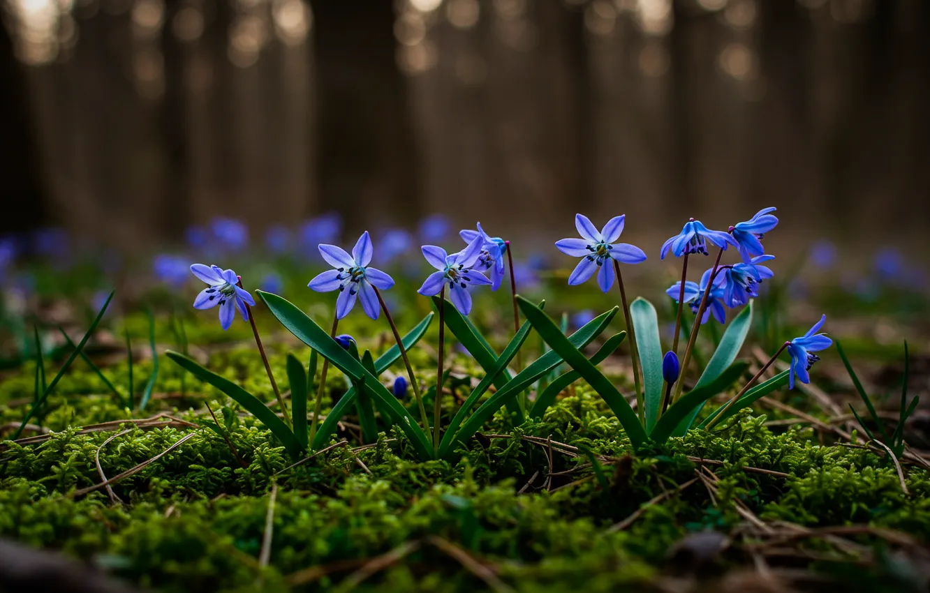 Фото обои лес, мох, wallpaper, forest, пролески, moss, Bluebell