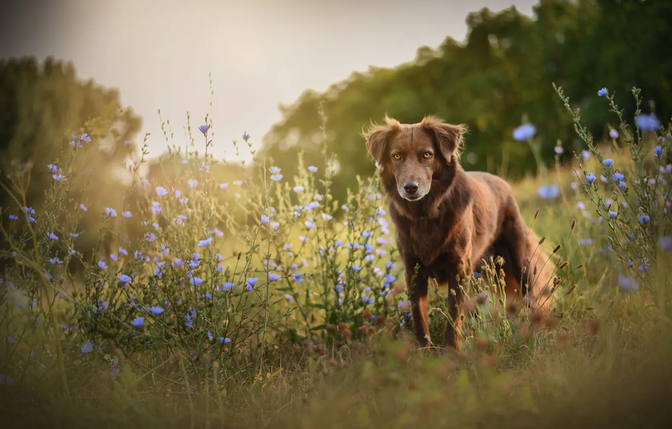 Фото обои поле, лето, цветы, природа, собака, луг, прогулка, бордер-колли