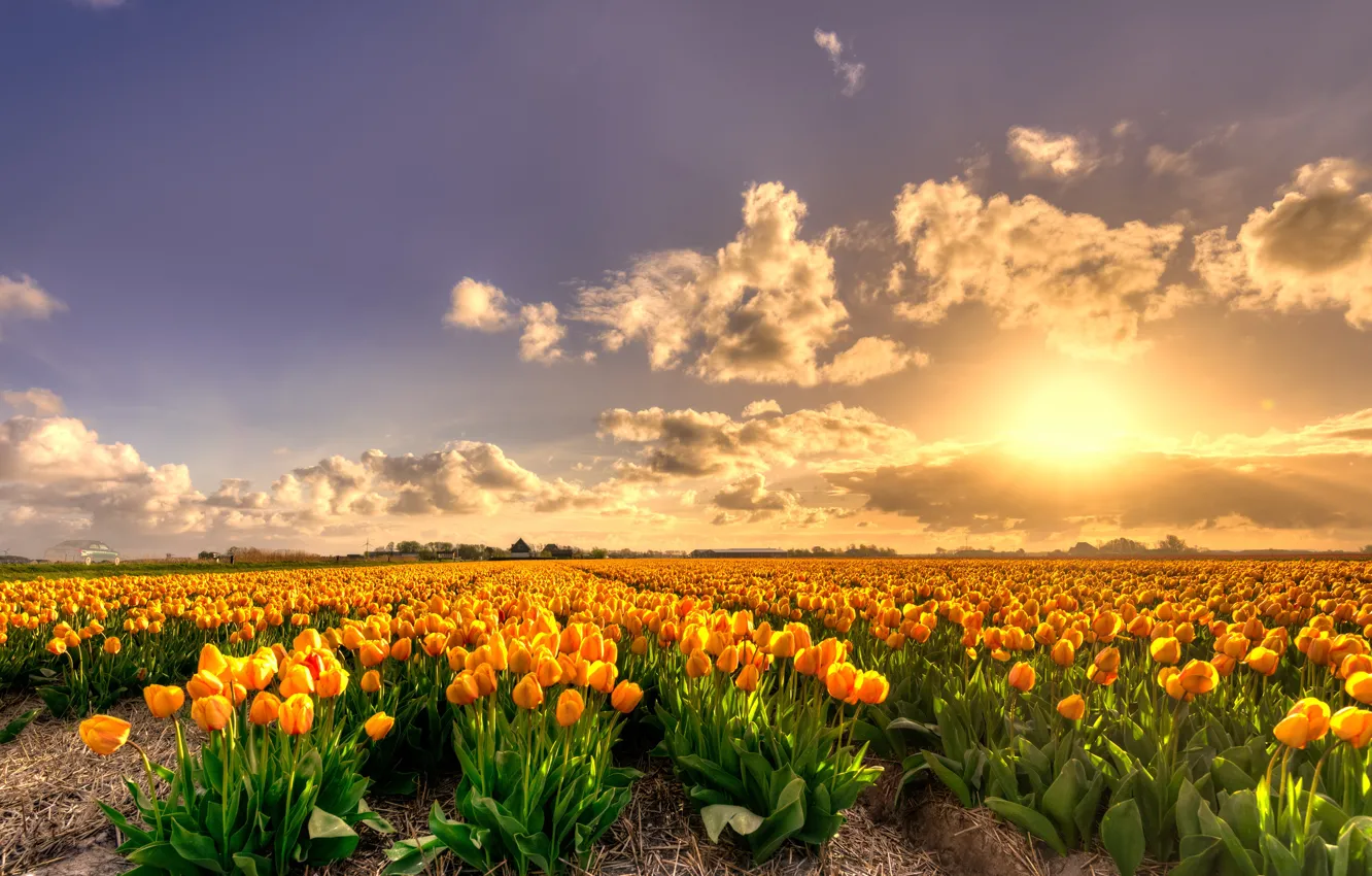 Фото обои поле, небо, солнце, облака, свет, закат, цветы, красота