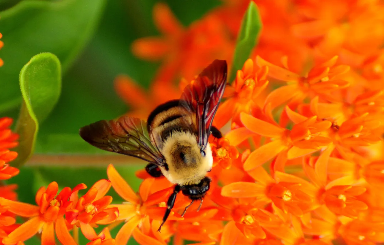 Фото обои цветы, нектар, пчела, собирает