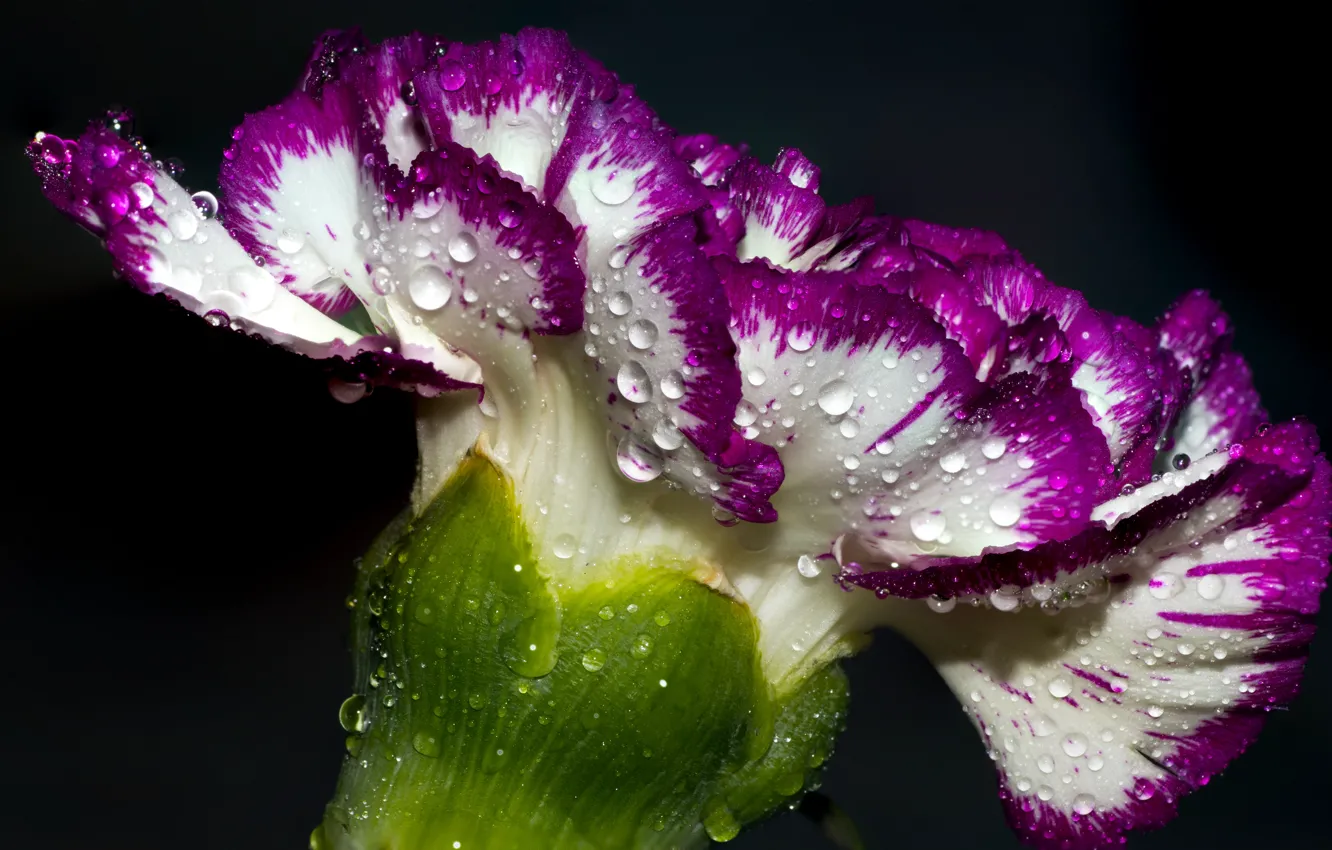 Фото обои flower, macro, drops