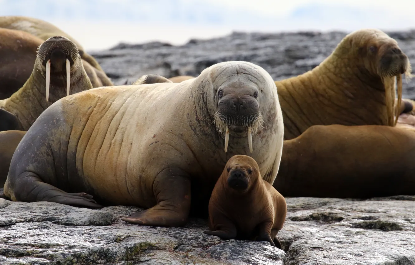 Фото обои animals, wildlife, walrus, huddle-of-walrus