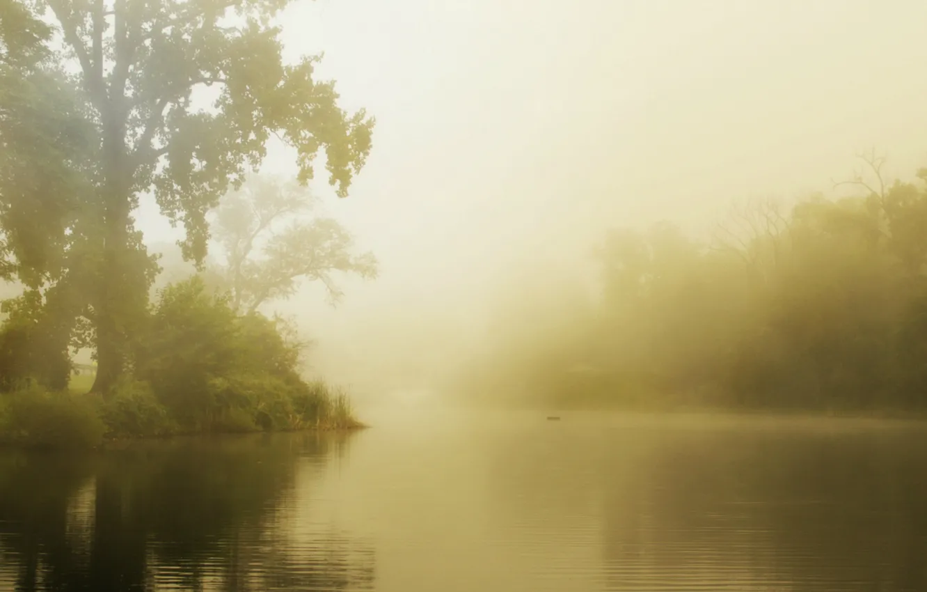 Фото обои лес, лето, туман, озеро, утро