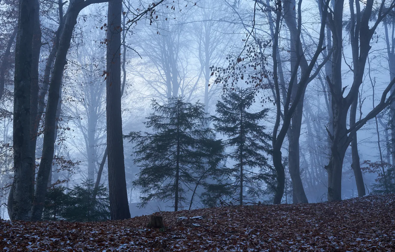 Фото обои осень, лес, деревья, природа, туман