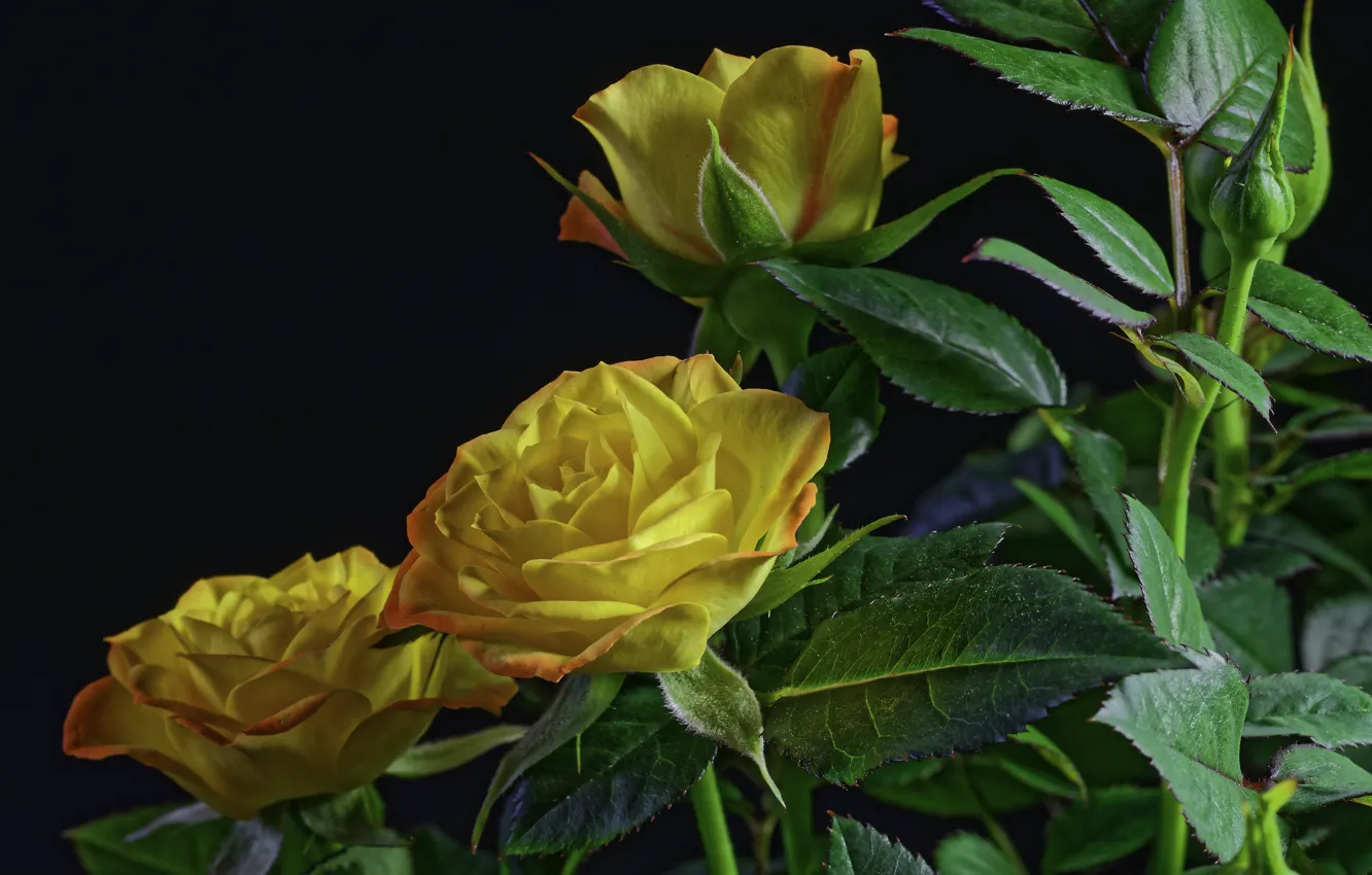 Фото обои фон, розы, black, background, roses