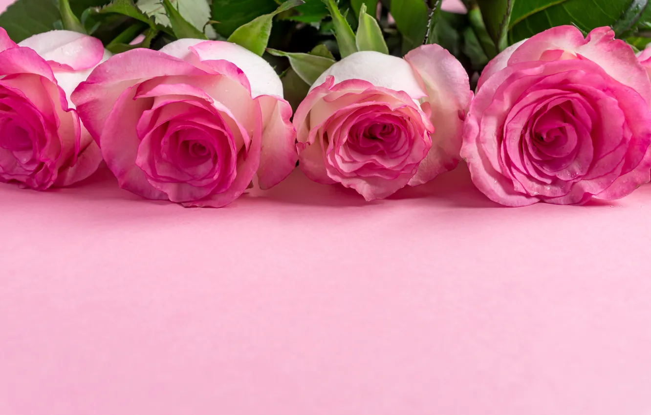 Фото обои цветы, Роза, Розовый