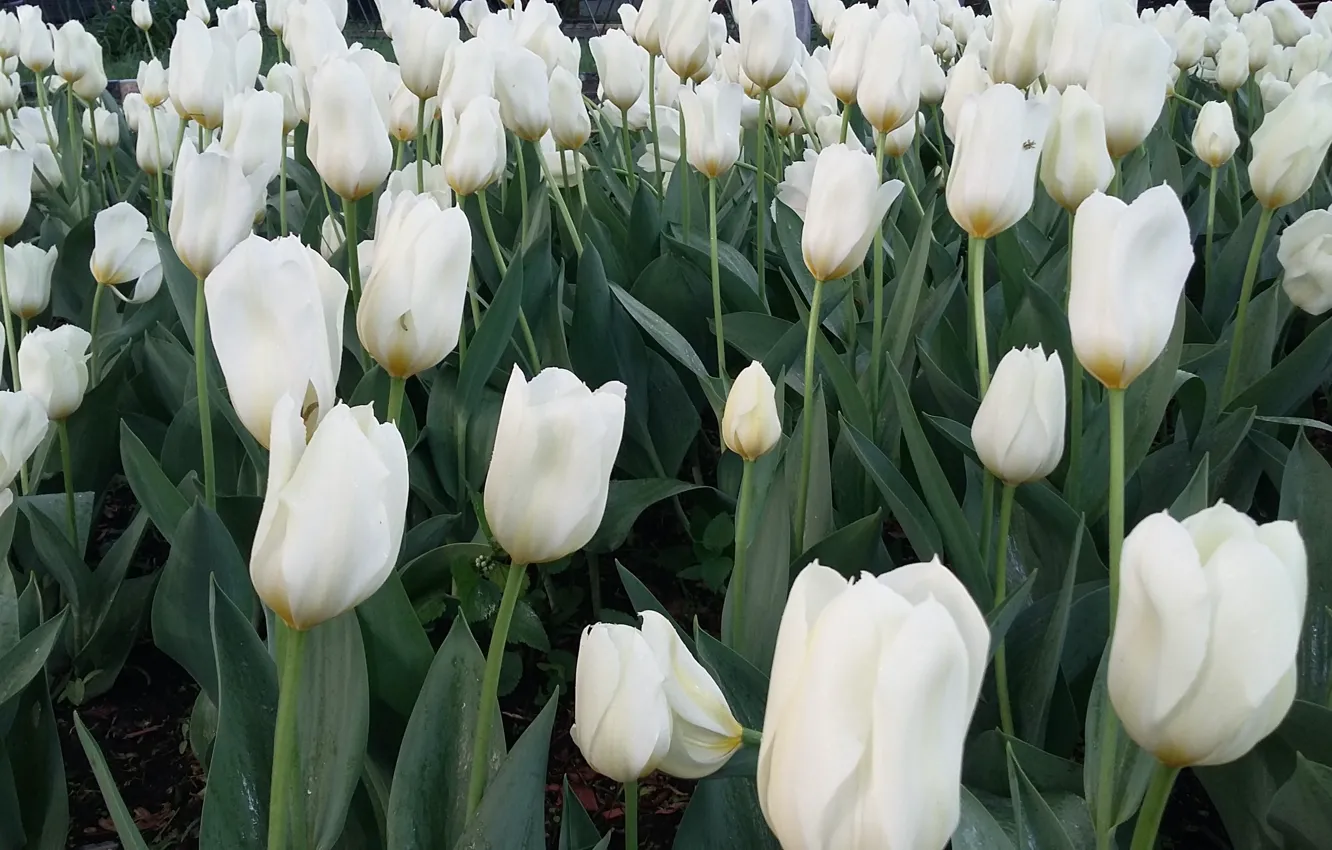Фото обои зелень, листья, цветы, весна, бутоны, клумба, белые тюльпаны