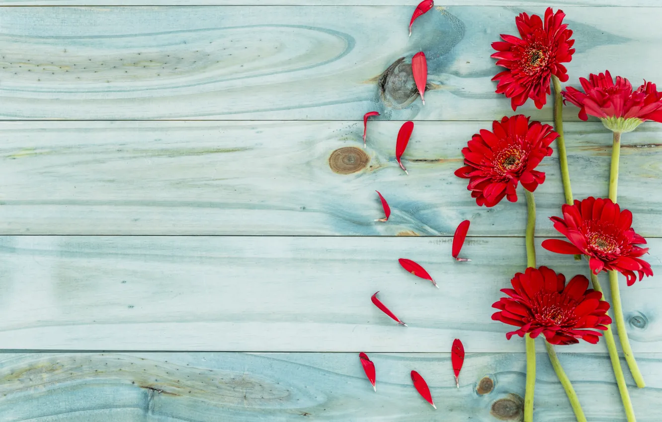 Фото обои цветы, фон, красные, red, герберы, wood, flowers, gerbera