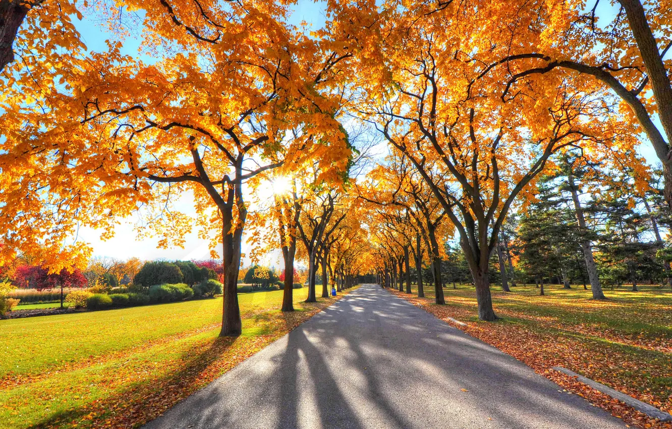 Фото обои road, autumn, tree
