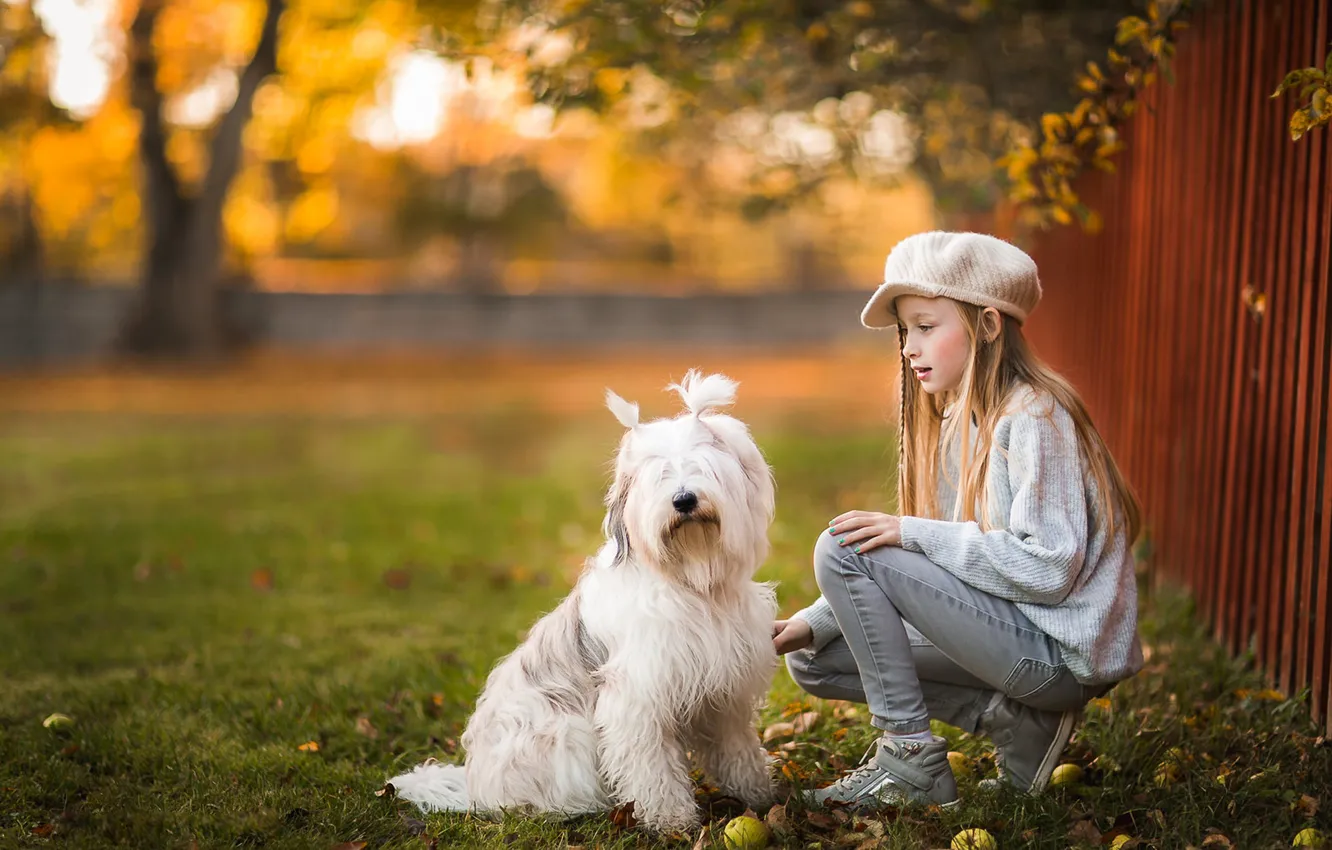 Фото обои осень, свет, настроение, забор, собака, дружба, девочка, белая
