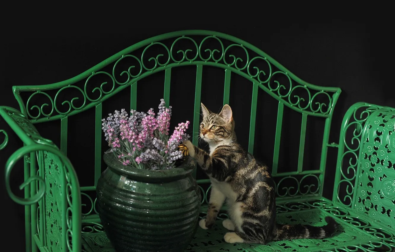 Фото обои кошка, кот, лавочка, киса, ваза с цветами, коте