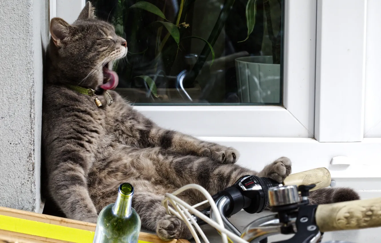 Фото обои кот, велосипед, бутылка, ситуация, котэ