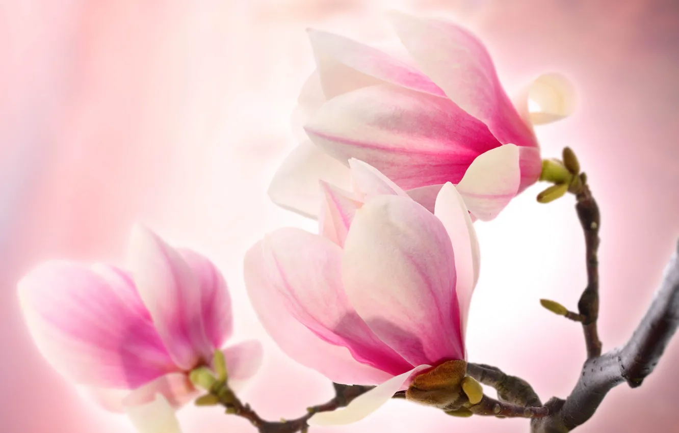 Фото обои розовая, нежность, красота, ветка, лепестки, цветки, pink, beauty