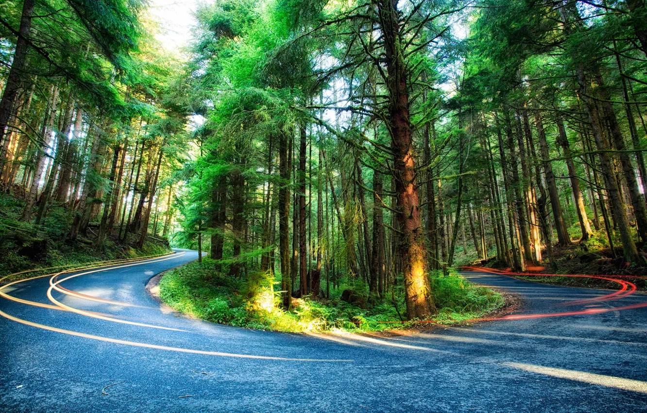 Фото обои дорога, лес, деревья, сша, орегон