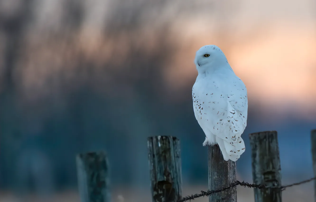 Фото обои зима, снег, фон, сова, птица, забор, белая, полярная