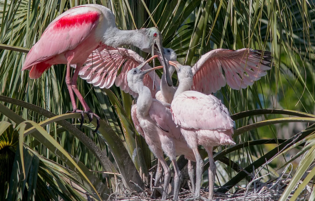 Фото обои птицы, гнездо, птенцы, семейство, розовая колпица