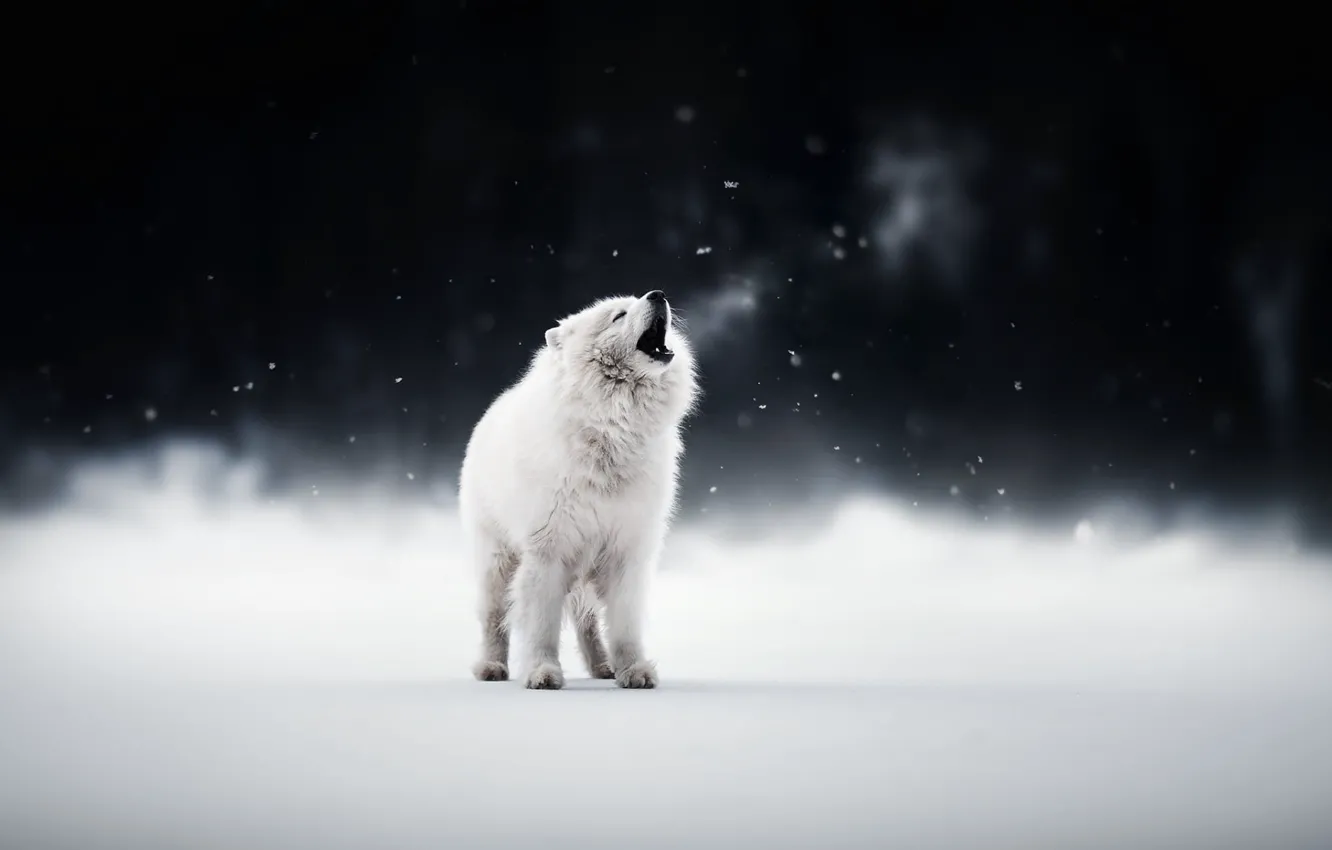 Фото обои winter, snow, dogs, pets, Samoyed, white dog, cute animals