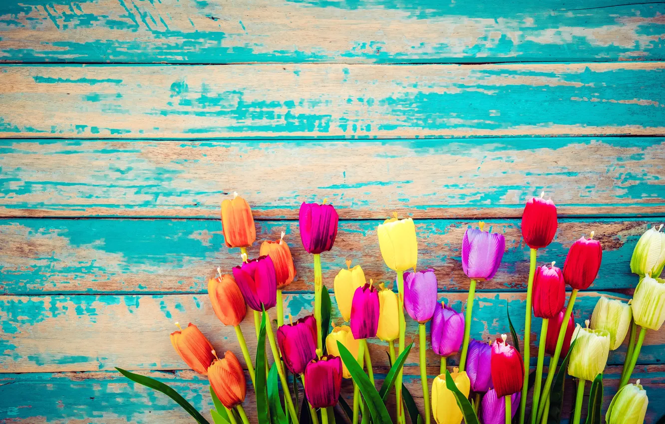 Фото обои цветы, доски, colorful, тюльпаны, wood, flowers, tulips, grunge