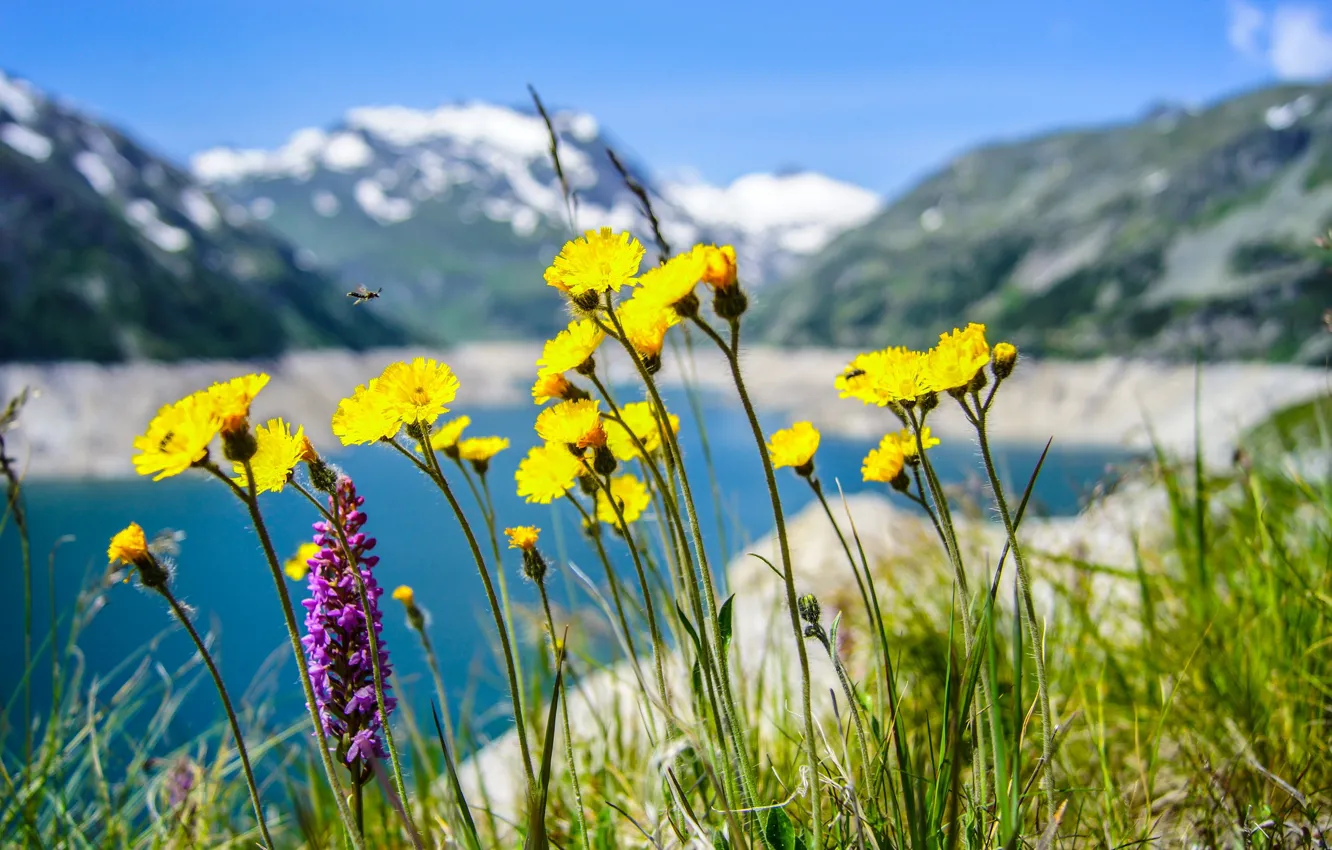 Фото обои цветы, горы, озеро, одуванчик, луг