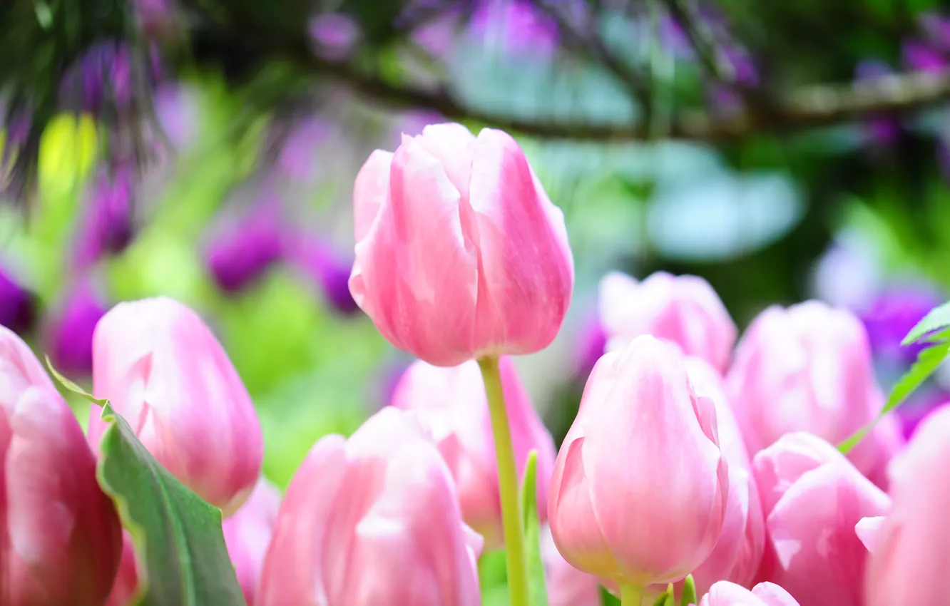 Фото обои макро, розовый, весна, тюльпаны, ярко, бутоны