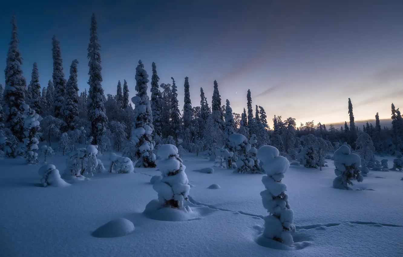 Фото обои снег, деревья, пейзаж, природа, ели, национальный парк, Карелия, Андрей Баскевич
