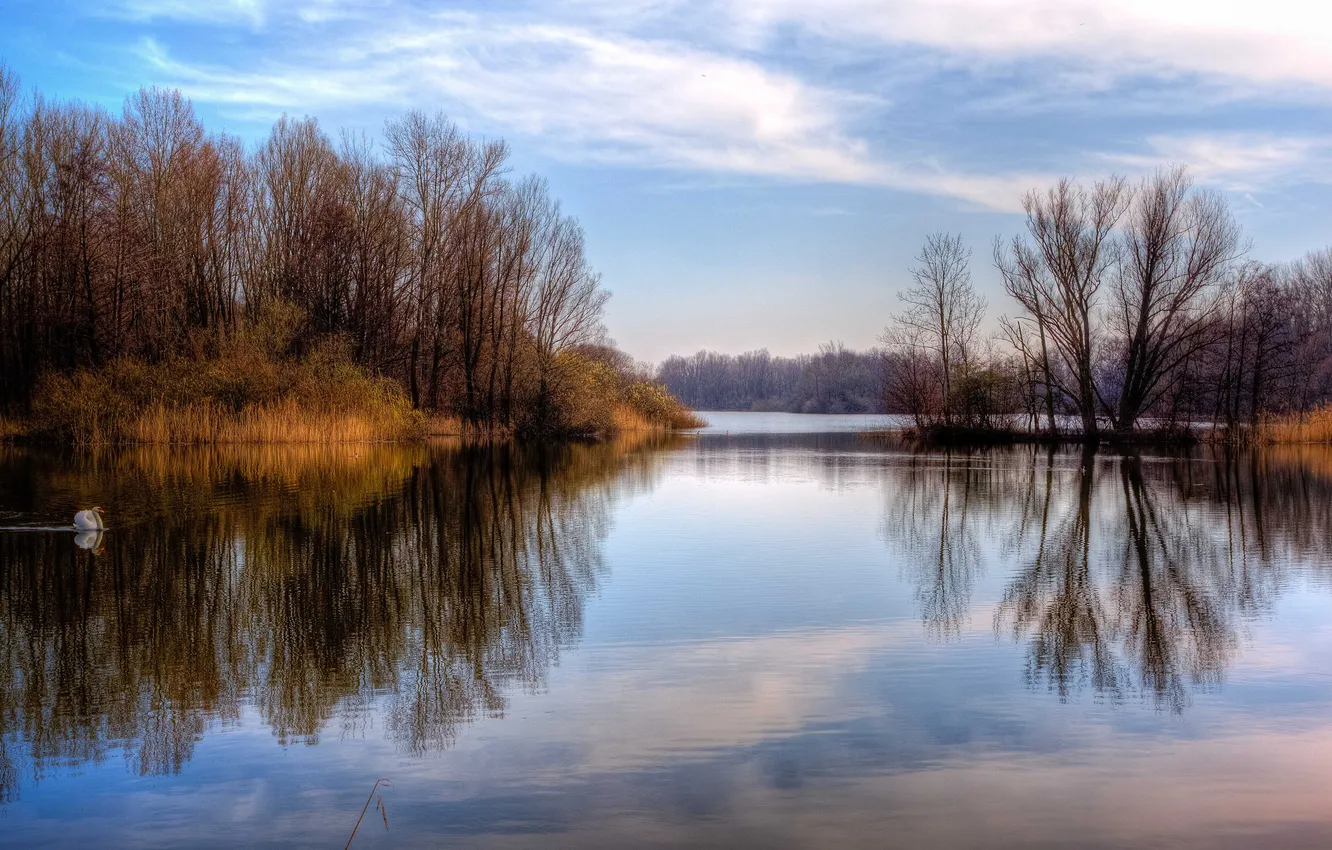 Фото обои лес, озеро, спокойствие, лебедь