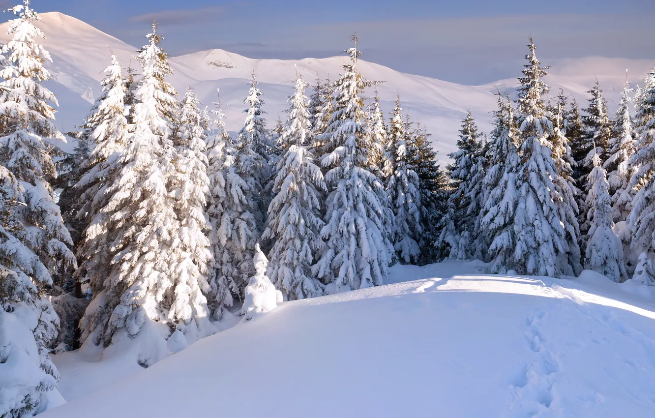 Фото обои зима, лес, снег, горы, следы, сугробы, ёлки