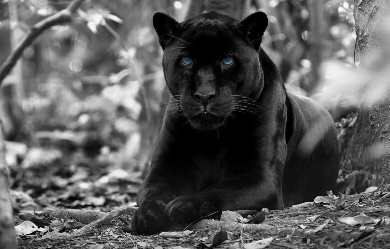 Фото обои forest, animals, blue eyes, black and white, wildlife, black panther