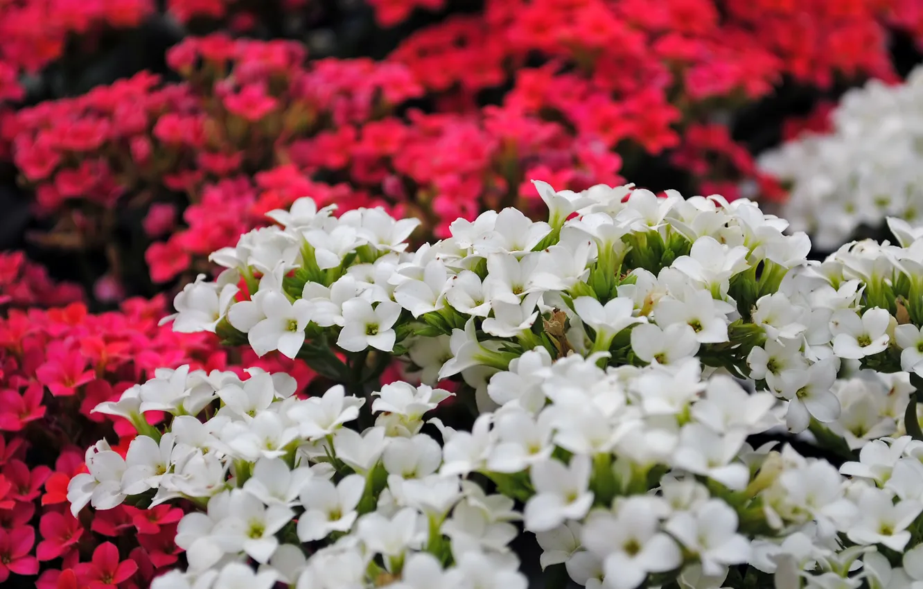 Фото обои Цветочки, Боке, Bokeh, Red flowers, White flowers, Коланхоэ