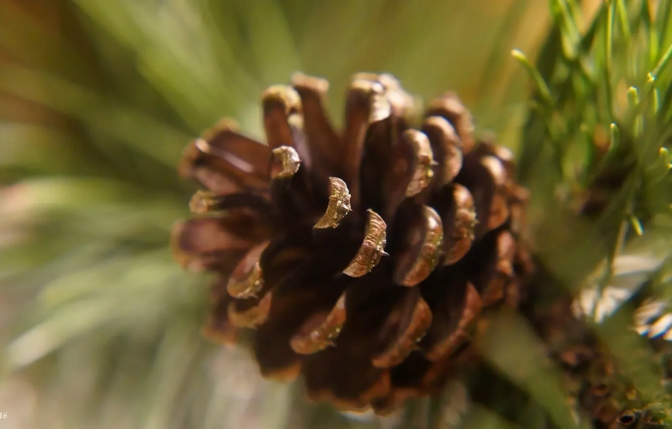 Фото обои pine, twig, cone