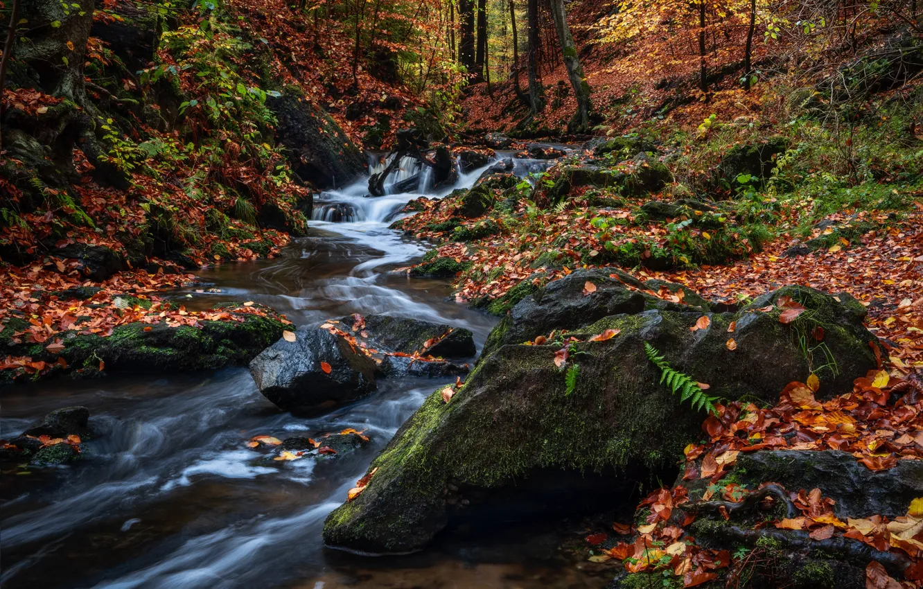 Фото обои осень, лес, ручей, камни, Германия, Germany, опавшие листья, Саксония