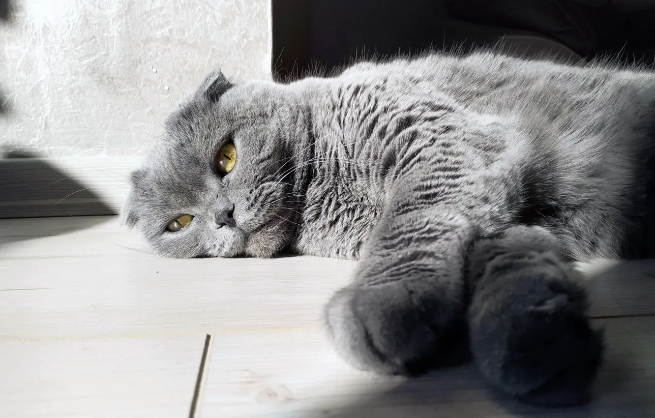 Фото обои grey, eyes, sun, gray, laying, scottish fold