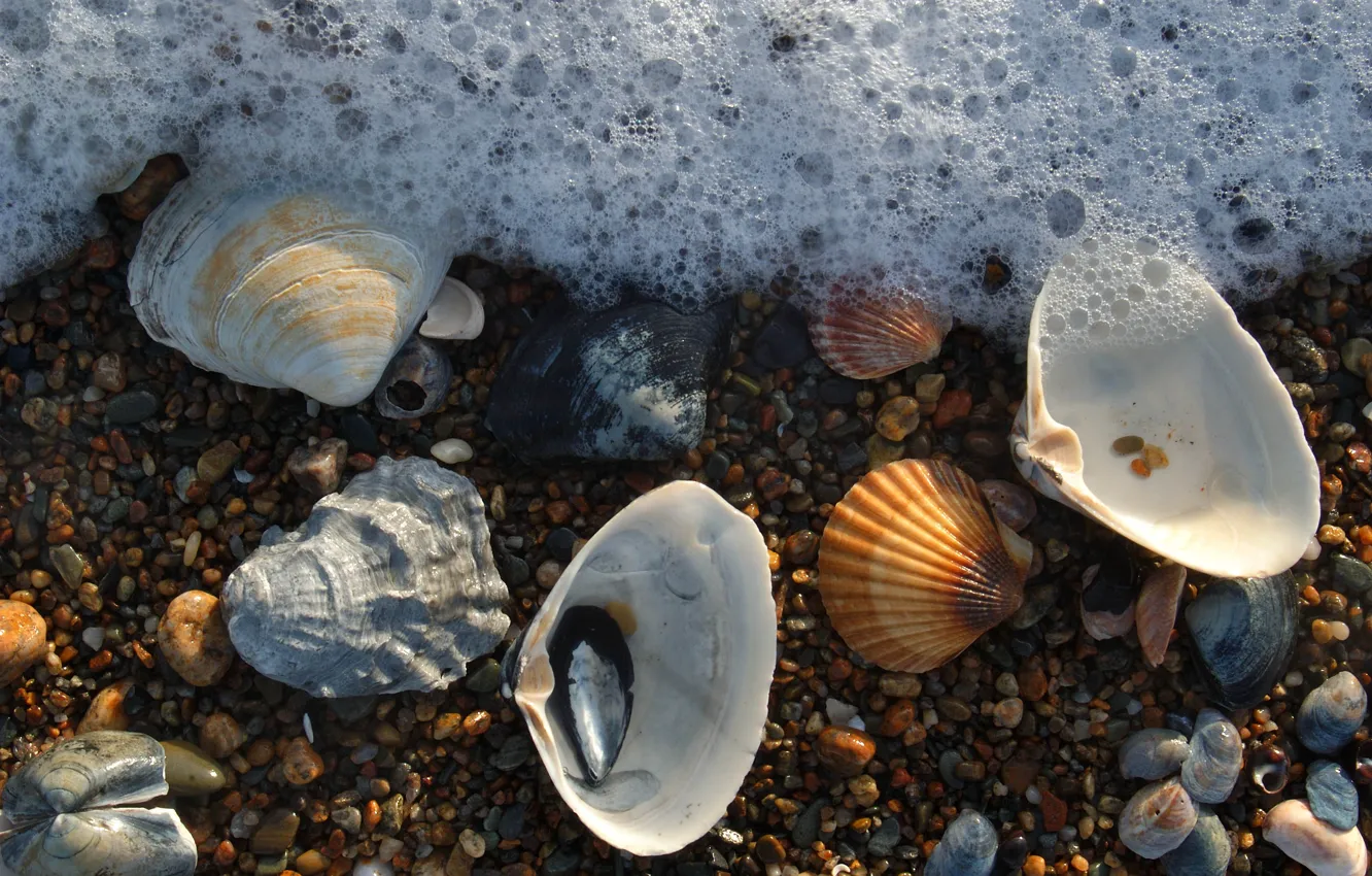 Фото обои пена, ракушки, морская, камушки