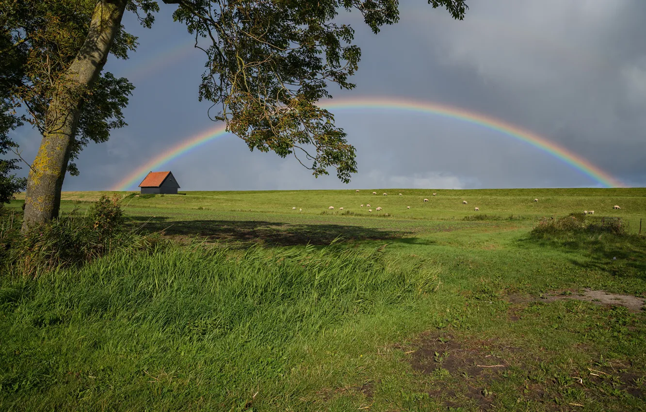 Фото обои дом, фото, радуга, луг, Нидерланды, Kreileroord