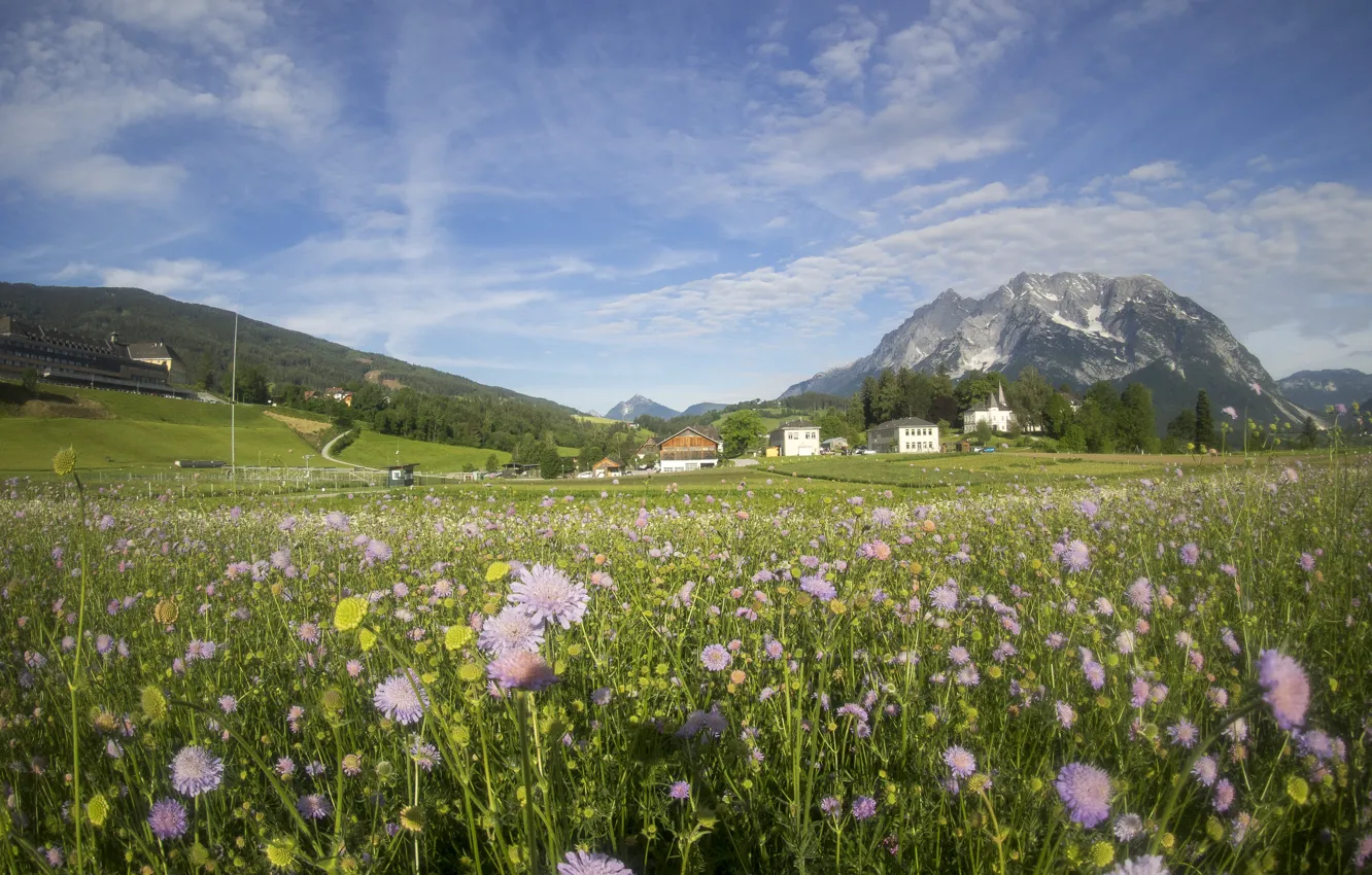 Фото обои поле, пейзаж, цветы, природа, луг